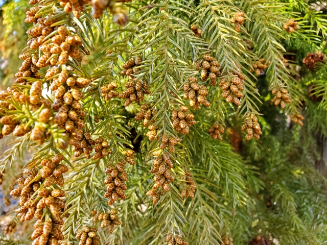 花粉症